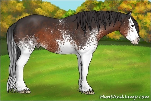 Horse Color:White Spotted Brown Splash 