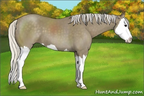 Horse Color:Silver Smoky Black Sabino Splash 