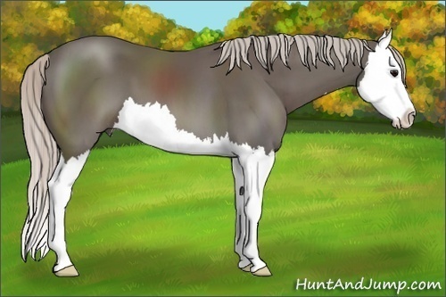 Horse Color:Silver Black Sabino Splash 