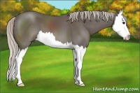 Horse Color:Silver Black Sabino Splash