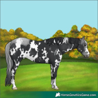 Horse Color:White Spotted Black