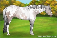 Horse Color:White Spotted Bay 