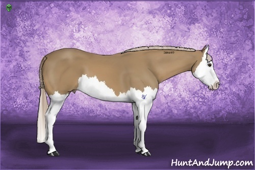 Horse Color:Palomino Splash 