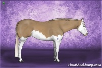 Horse Color:Palomino Splash 
