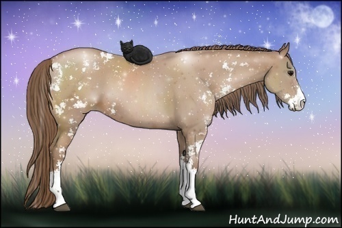 Horse Color:Black Pearl Sabino
