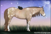 Horse Color:Black Pearl Sabino