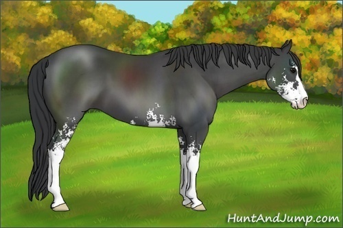 Horse Color:Black Sabino