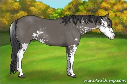 Horse Color:Grullo Sabino 