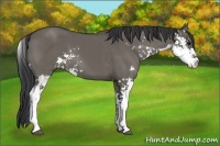 Horse Color:Grullo Sabino 