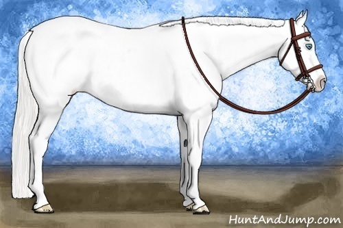 Horse Color:Cremello Appaloosa 