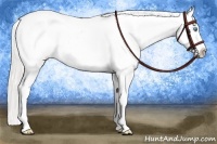 Horse Color:Cremello Appaloosa 