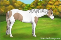 Horse Color:Black Pearl Sabino Tobiano