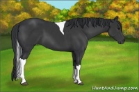 Horse Color:Black Sabino Tobiano 