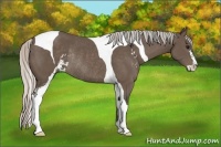 Horse Color:Silver Black Sabino Tobiano Rabicano 