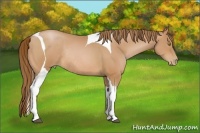 Horse Color:Bay Pearl Tobiano Rabicano