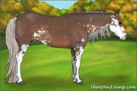 Horse Color:Silver Black Sabino 