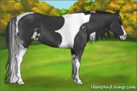 Horse Color:Black Sabino Tobiano 