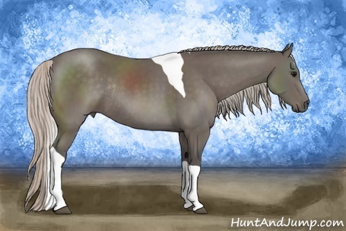 Horse Color:Silver Black Sabino Tobiano Rabicano 