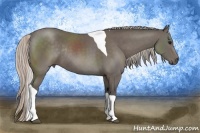 Horse Color:Silver Black Sabino Tobiano Rabicano