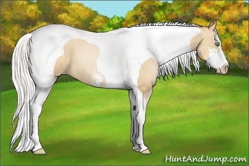 Horse Color:Silver Classic Champagne Pearl Sabino Tobiano 