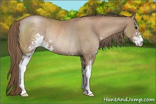 Horse Color:Black Pearl Sabino Rabicano 