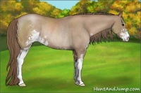 Horse Color:Black Pearl Sabino Rabicano