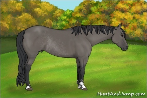 Horse Color:Grullo Sabino Rabicano 
