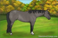 Horse Color:Grullo Sabino Rabicano 