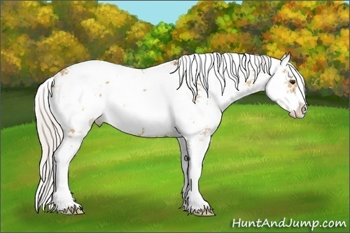 Horse Color:Silver Bay Dun Sabino 