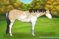 Horse Color:Bay Dun Sabino Rabicano