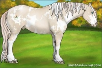 Horse Color:White Spotted Chocolate Palomino Pearl Dun Sabino