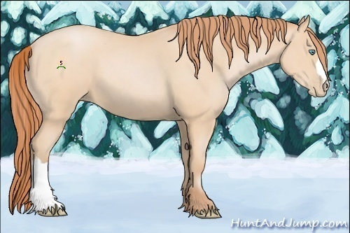 Horse Color:Buckskin Pearl 