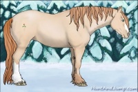 Horse Color:Buckskin Pearl 