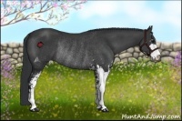 Horse Color:Black Sabino Rabicano 