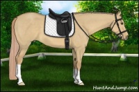 Horse Color:Palomino Dun