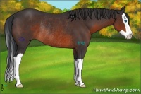Horse Color:Brown Splash Rabicano