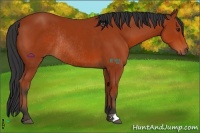 Horse Color:Bay Rabicano 