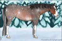 Horse Color:Brown Splash Rabicano