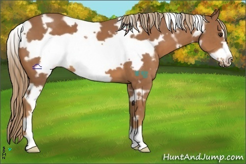 Horse Color:White Spotted Chestnut Frame 