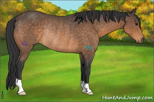 Horse Color:Buckskin Rabicano