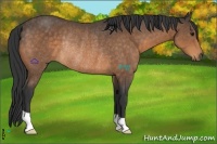 Horse Color:Buckskin Rabicano