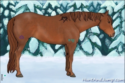 Horse Color:Chestnut Sabino Rabicano