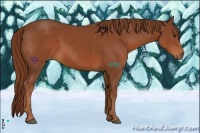 Horse Color:Chestnut Sabino Rabicano 