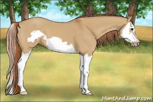 Horse Color:Red Dun Splash Frame