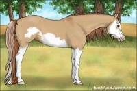 Horse Color:Red Dun Splash Frame