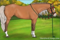 Horse Color:Silver Bay Splash 