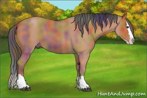 Horse Color:Nacre Bay Roan Splash 