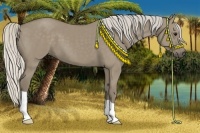 Horse Color:Silver Smoky Grullo 