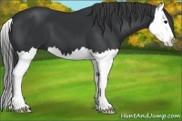 Horse Color:Black Splash