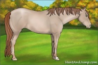 Horse Color:Smoky Black Pearl Frame